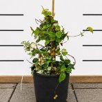 Jazmínovec pravý (Trachelospermum jasminoides) ´TRICOLOR´– výška 30-50 cm, kont. C2L